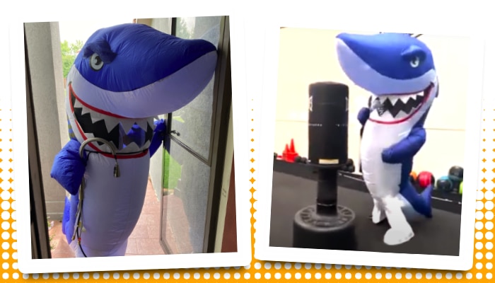 Two pictures of a person in an inflatable shark costume. The shark is doing things like standing a doorway with plumbing equipment or working out in a gym.